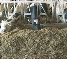 cows dairy silage